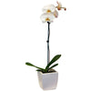 Opulent Orchid
