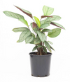 Ctenanthe Setosa Grey Star 140mm