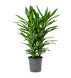Cordyline Glauca 300mm