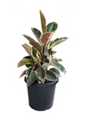 Ficus Elastica Tineke 300mm